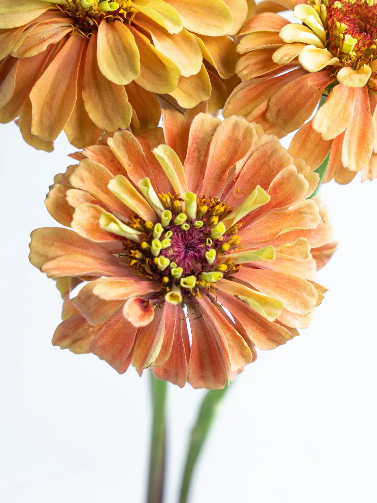 ジニア（オレンジ）クイーンライムオレンジ｜ハナイチ｜花と植物、資材