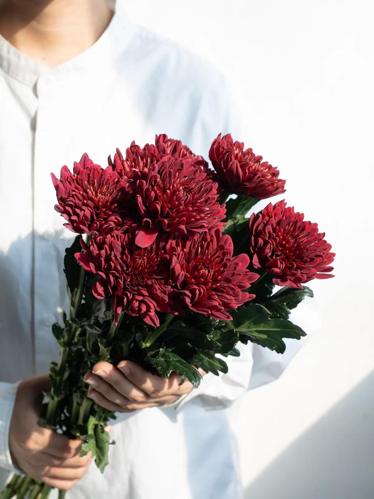 秋のマム特集｜ハナイチ｜花と植物、資材の仕入れサイト