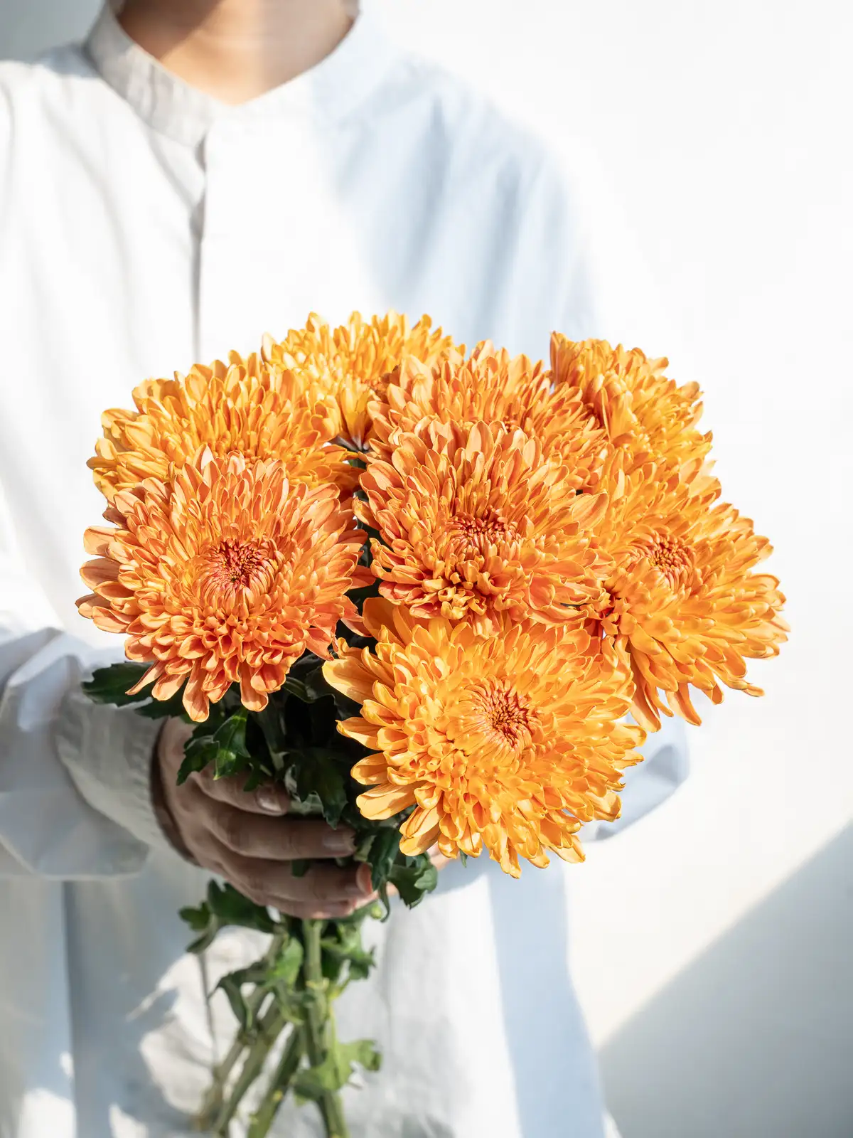 秋のマム特集｜ハナイチ｜花と植物、資材の仕入れサイト