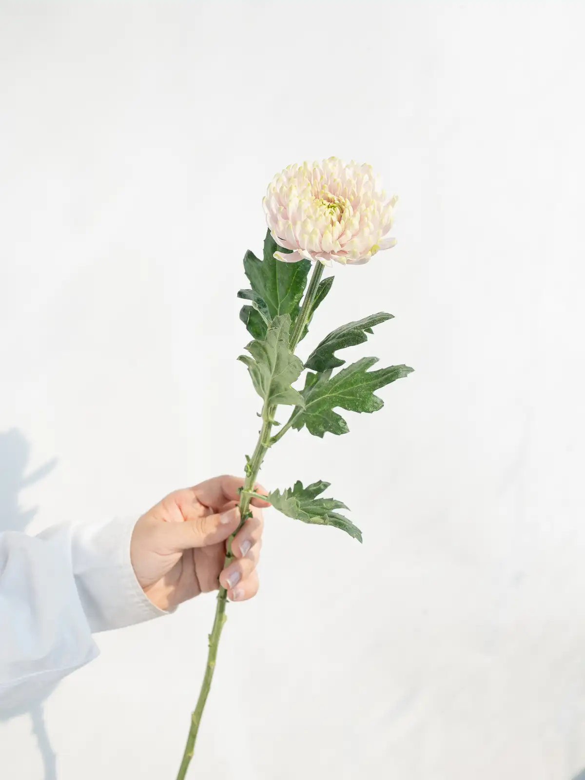 秋のマム特集｜ハナイチ｜花と植物、資材の仕入れサイト