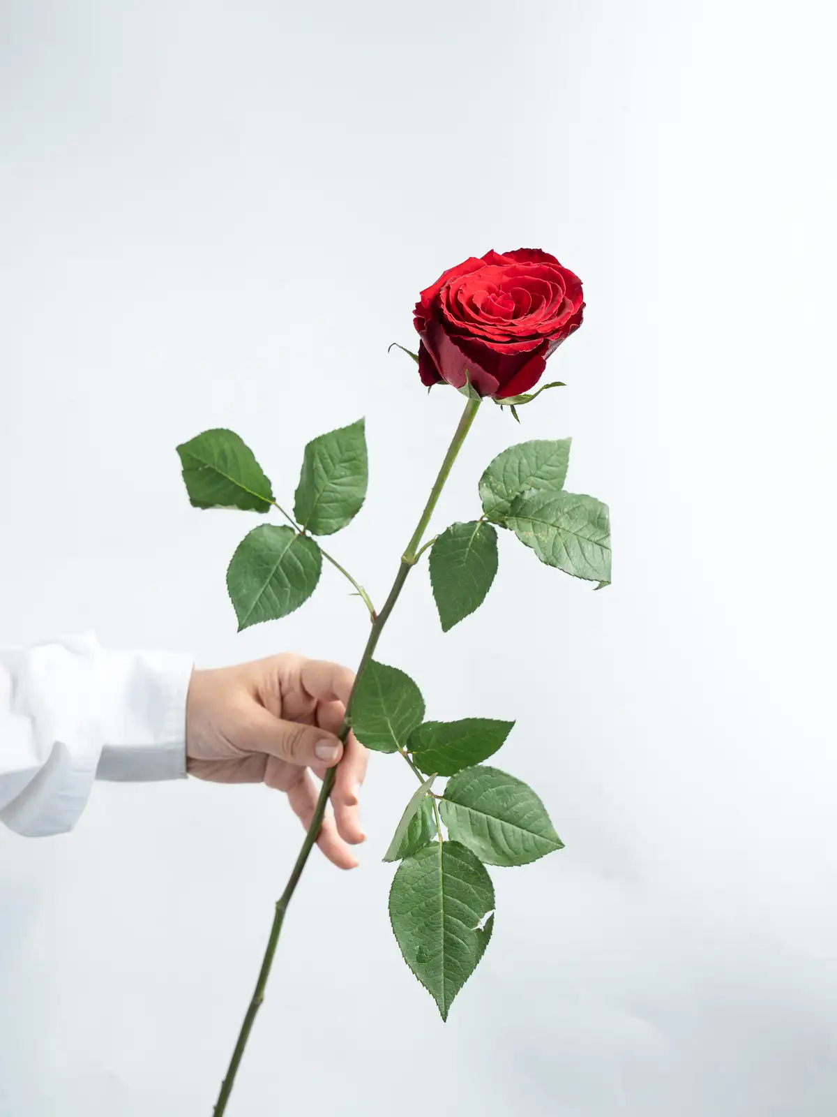 バラ（赤）マダムレッド｜ハナイチ｜花と植物、資材の仕入れサイト