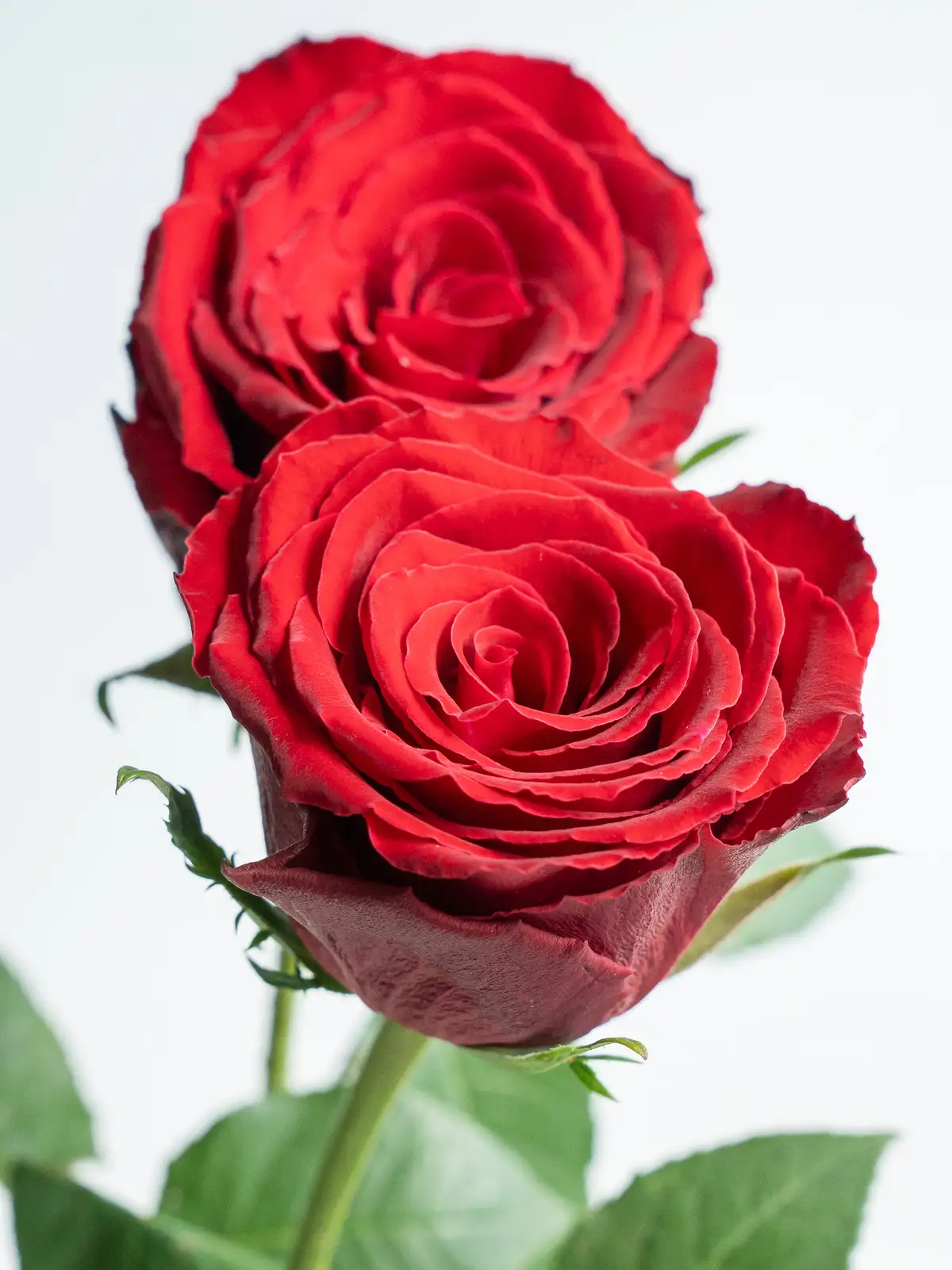 ୨୧˙˳⋆薔薇紅୨୧˙˳⋆ バラ（赤）マダムレッド｜ハナイチ｜花と植物、資材の仕入れサイト