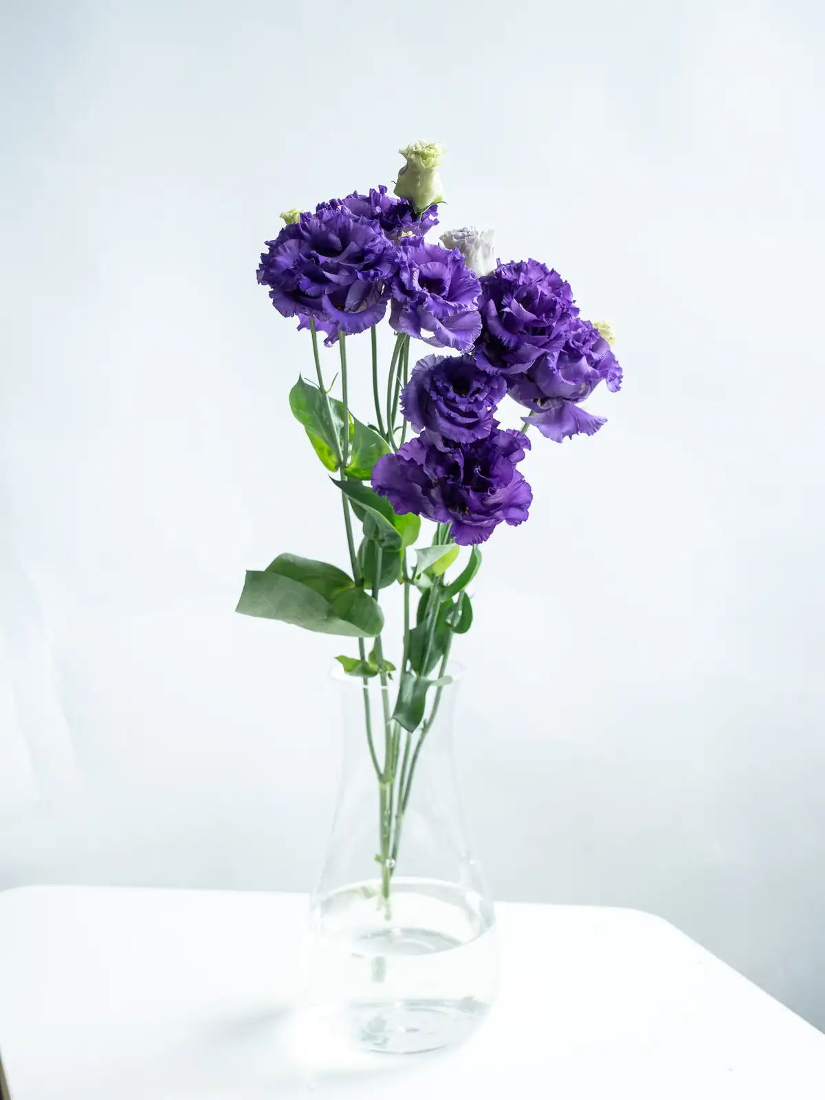 トルコキキョウ（紫）ボヤージュブルー2型｜ハナイチ｜花と植物、資材