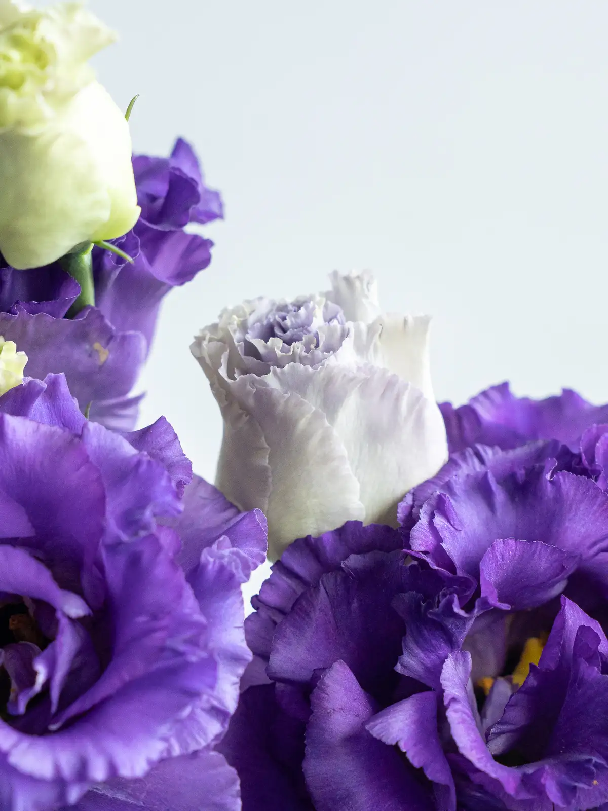 トルコキキョウ（紫）ボヤージュブルー2型｜ハナイチ｜花と植物、資材