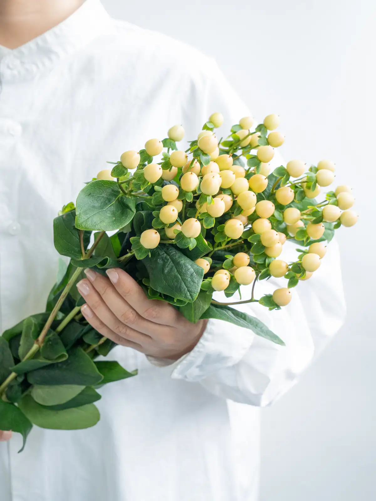 ヒペリカム（クリーム）ココミックス｜ハナイチ｜花と植物、資材の