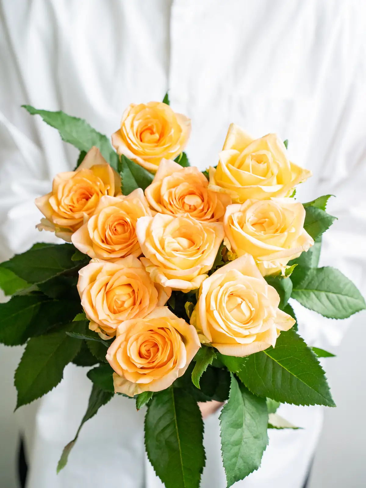 バラ（オレンジ）フェスティボ｜ハナイチ｜花と植物、資材の仕入れサイト