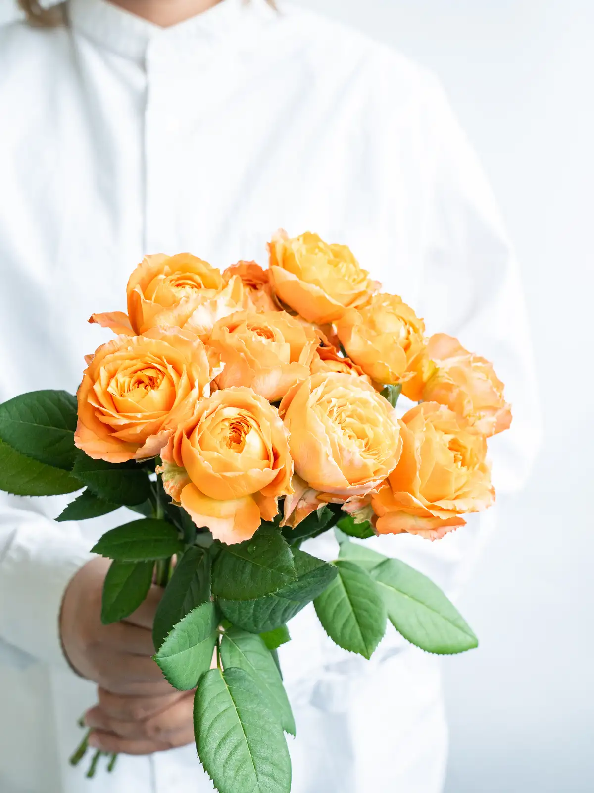 バラ（オレンジ）オレンジロマンティカ｜ハナイチ｜花と植物、資材の