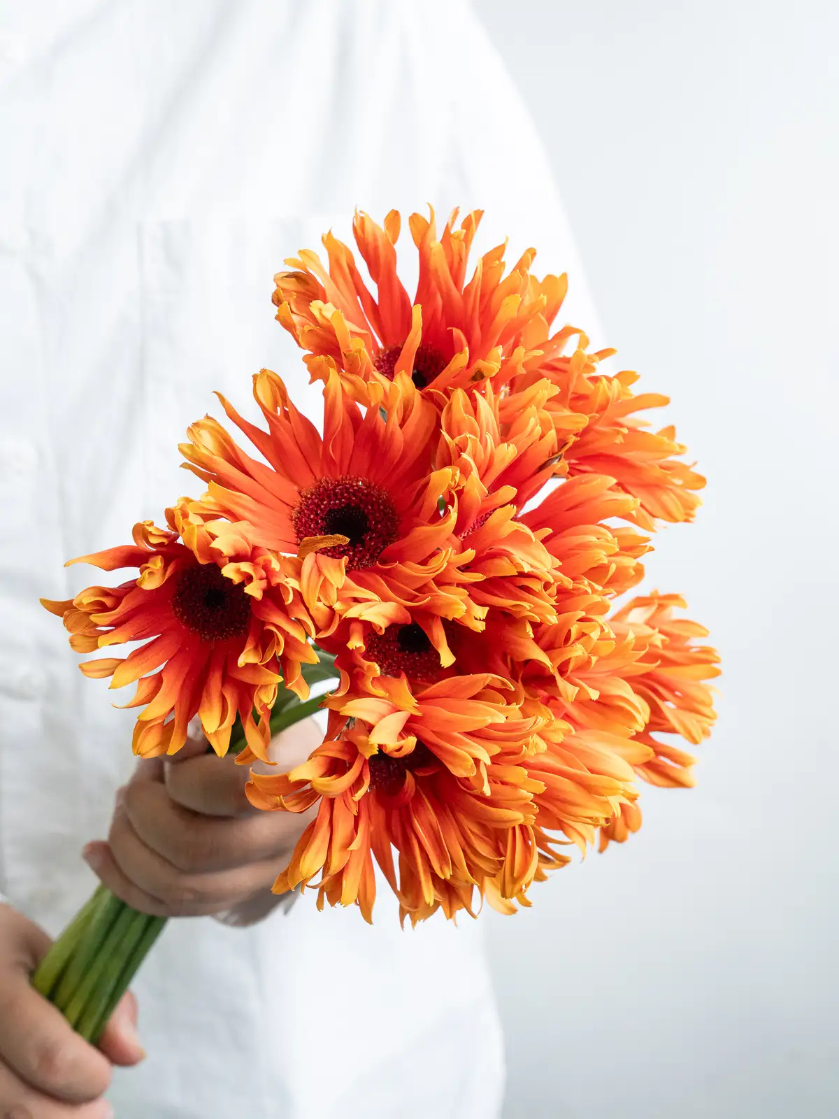 ジニア・百日草 ちびっこ苗 いちごミルクカラー 晩秋までお花が咲き