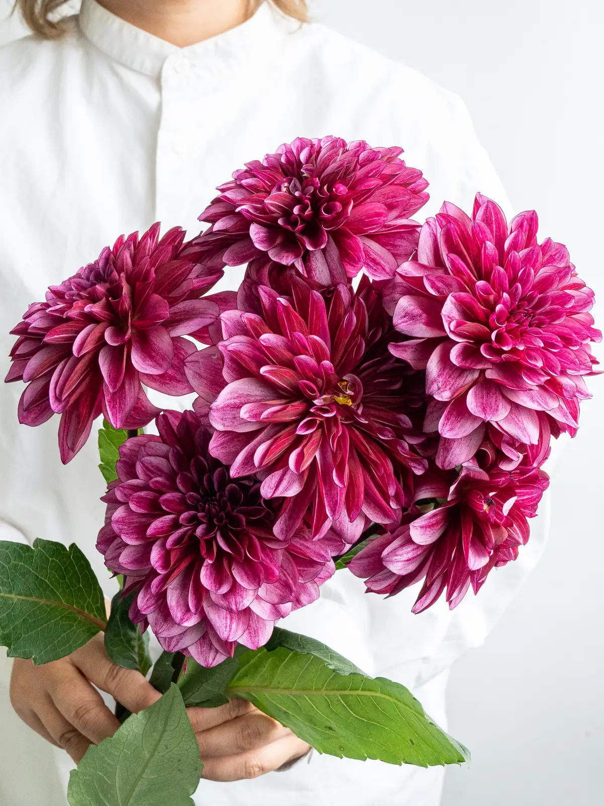 ダリア（感謝）/2 dummy handle MINI / co24fwdh020 / ZEO LITE shrink leather