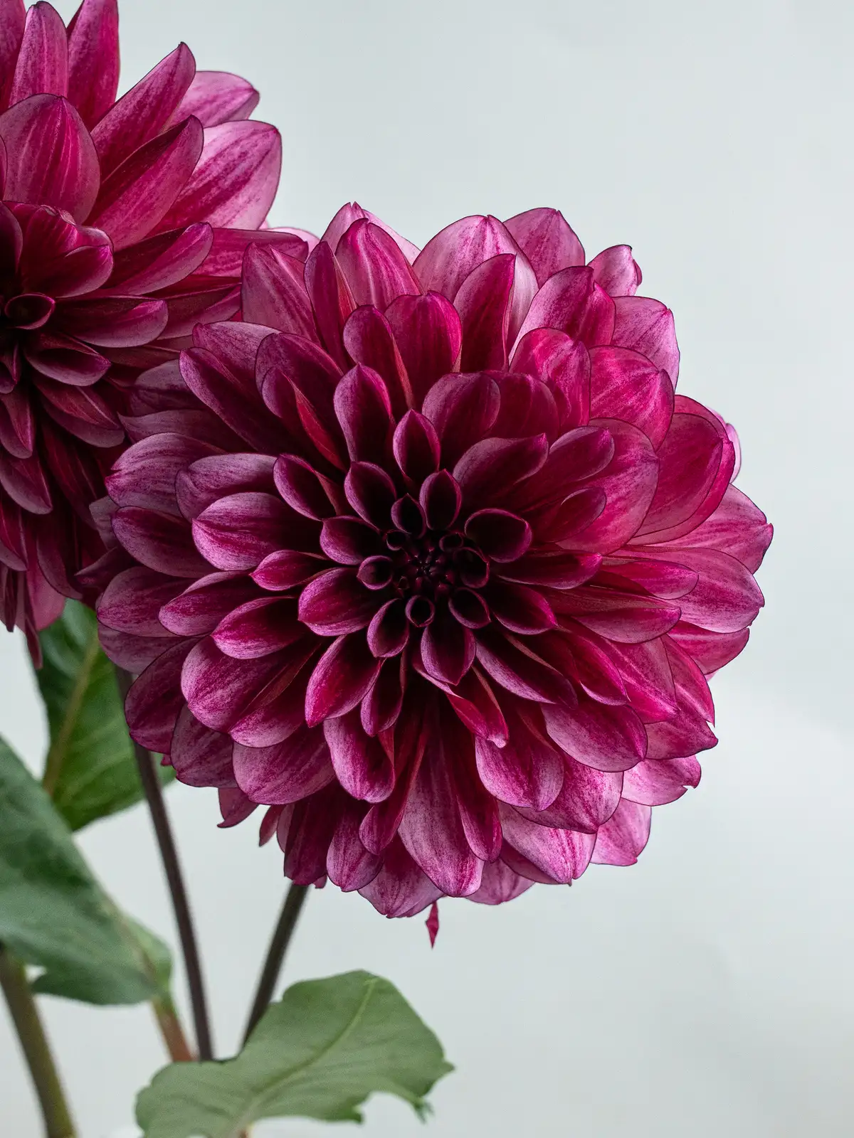 ダリア（紫）NAMAHAGEシリーズ｜ハナイチ｜花と植物、資材の仕入れサイト