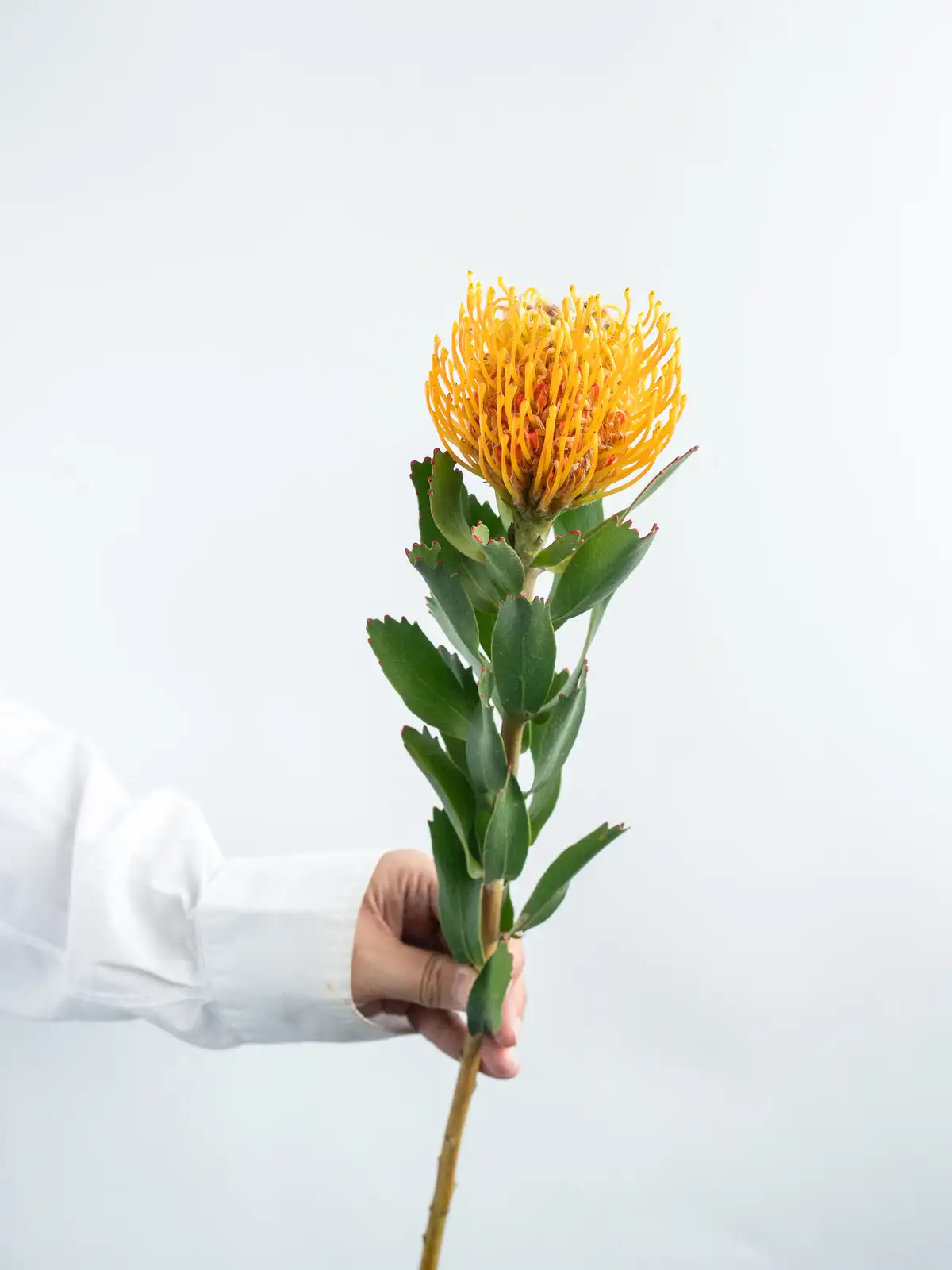 在庫整理‼️プロテア35本 在庫整理‼️プロテア 35本 Portrich