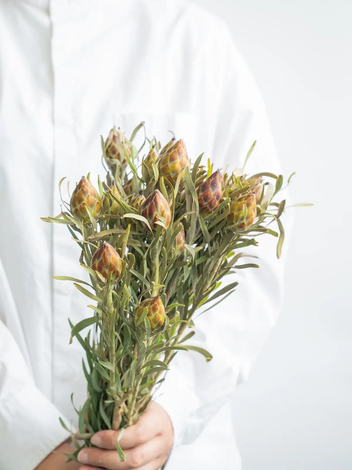 オージープランツ　リューカデンドロン・プルモサス リューカデンドロン プルモサスの苗 2号 2根入り オージープランツ