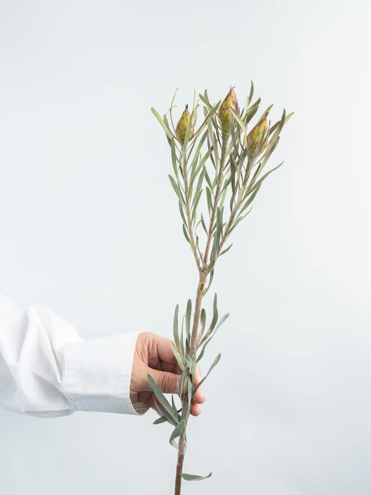 リューカデンドロン（オレンジ）プルモーサス｜ハナイチ｜花と植物