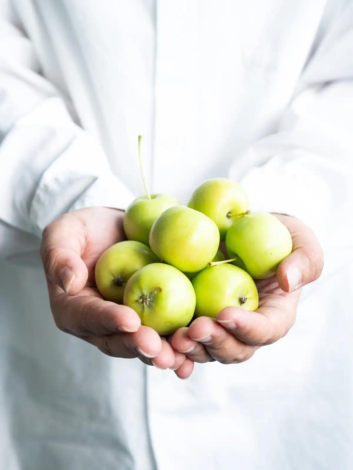 姫りんご（グリーン）｜ハナイチ｜花と植物、資材の仕入れサイト