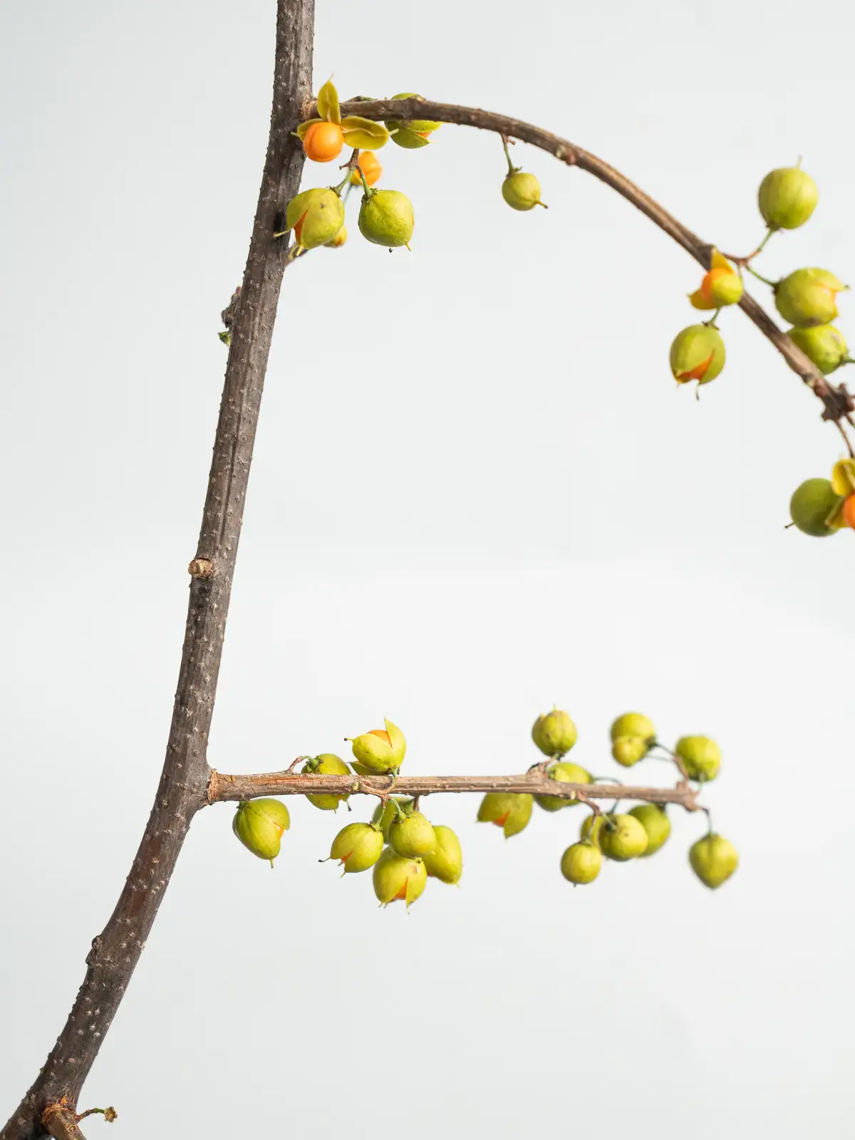 ツルウメモドキ（オレンジ）｜ハナイチ｜花と植物、資材の仕入れサイト