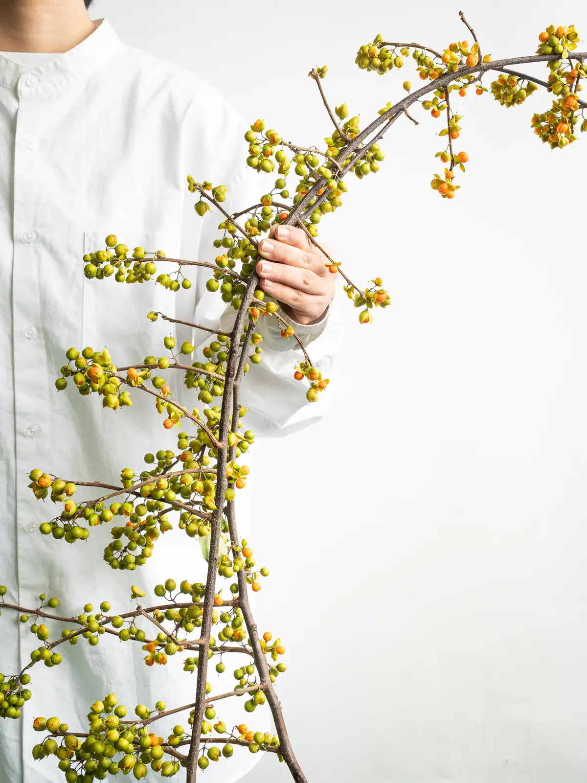 ツルウメモドキ（オレンジ）｜ハナイチ｜花と植物、資材の仕入れサイト