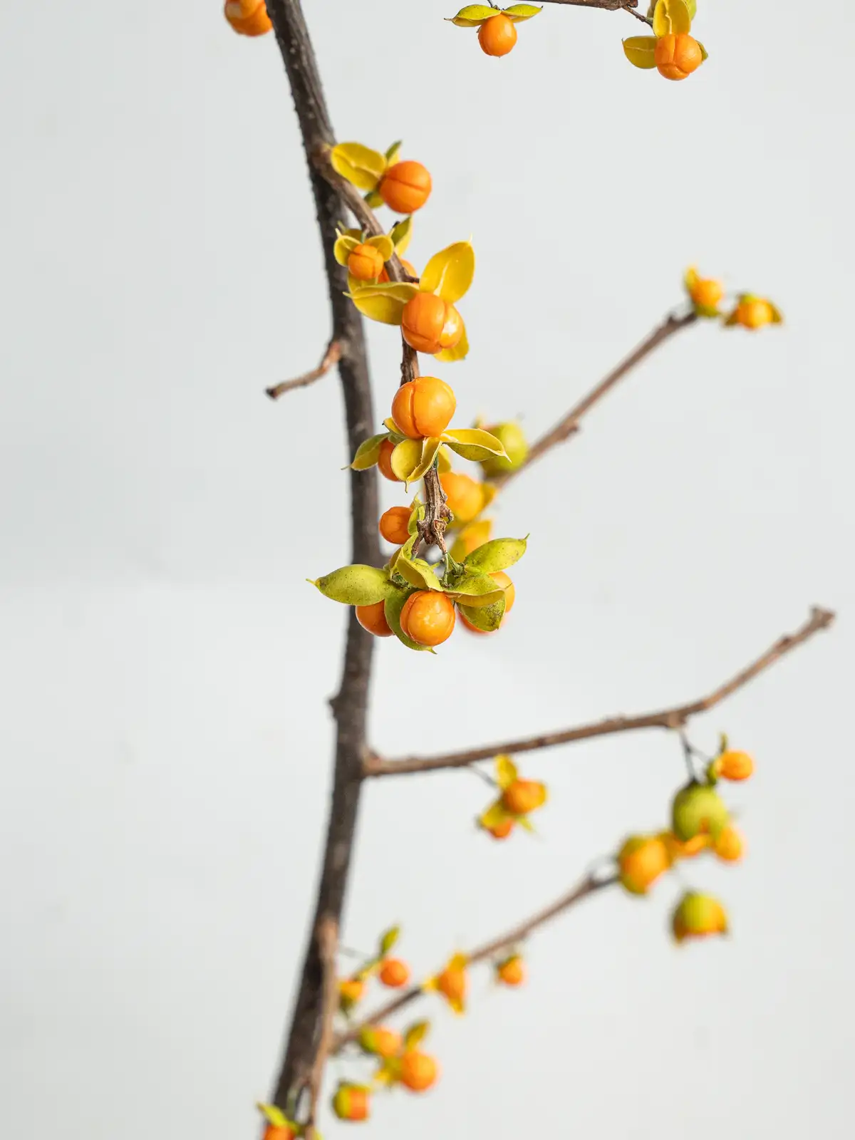 ツルウメモドキ（オレンジ）｜ハナイチ｜花と植物、資材の仕入れサイト