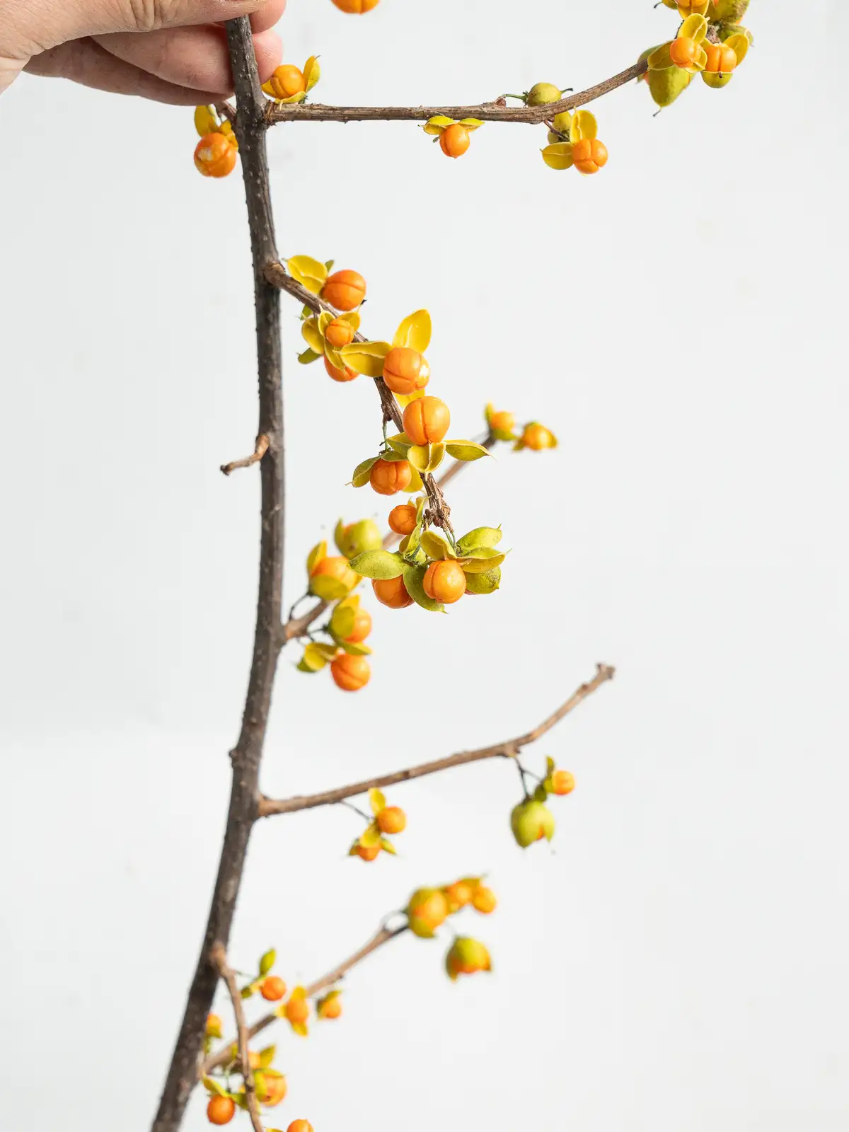 ツルウメモドキ（オレンジ）｜ハナイチ｜花と植物、資材の仕入れサイト