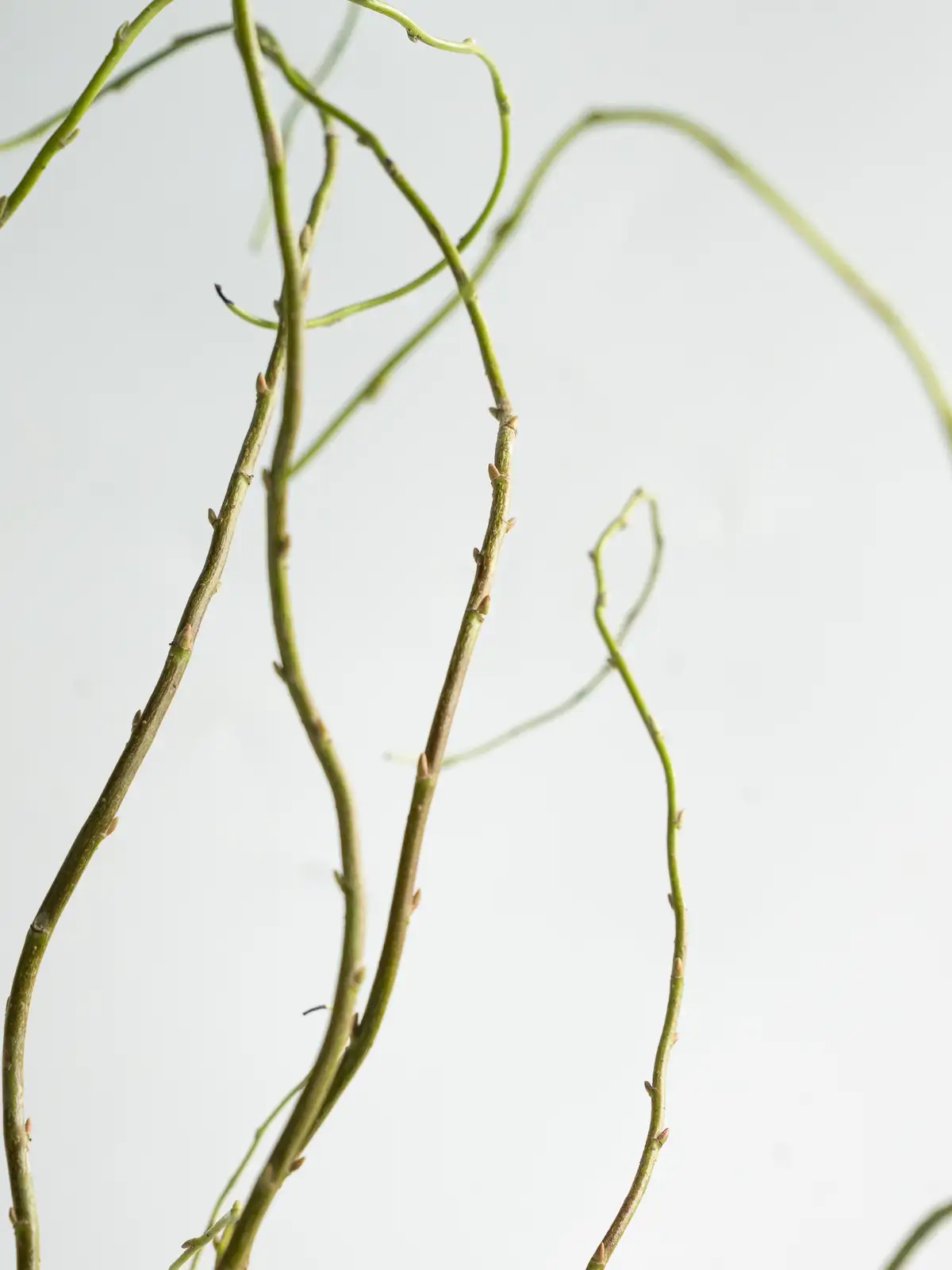 雲竜柳（グリーン）｜ハナイチ｜花と植物、資材の仕入れサイト