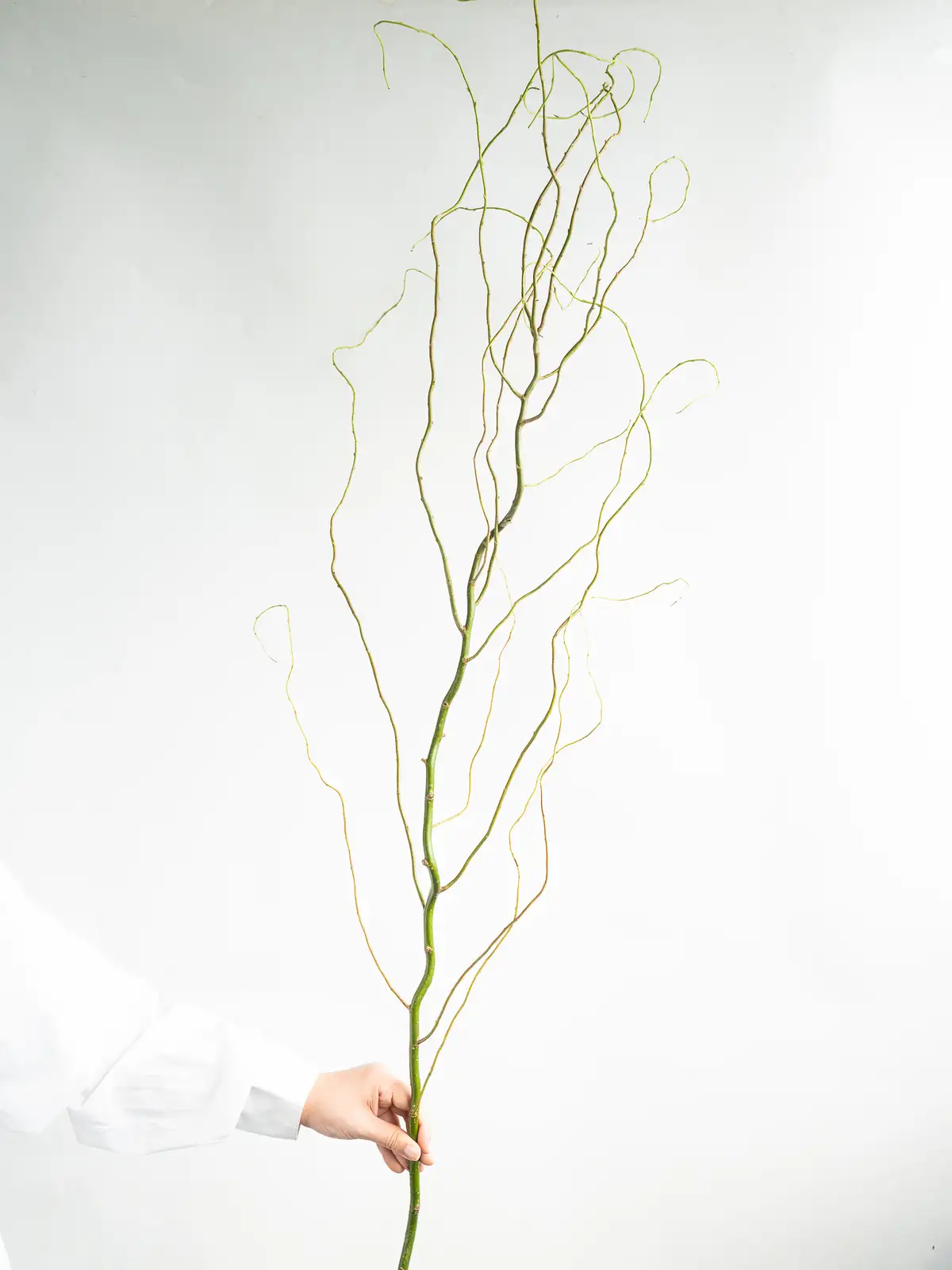 雲竜柳（グリーン）｜ハナイチ｜花と植物、資材の仕入れサイト