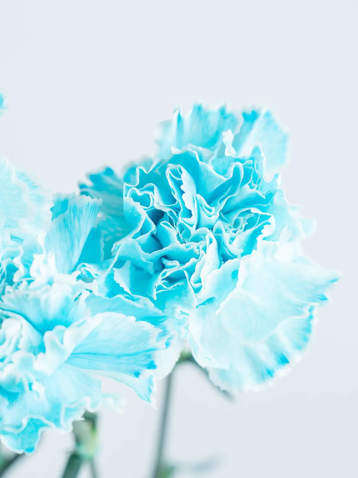 カーネーション（淡青）染め｜ハナイチ｜花と植物、資材の仕入れサイト