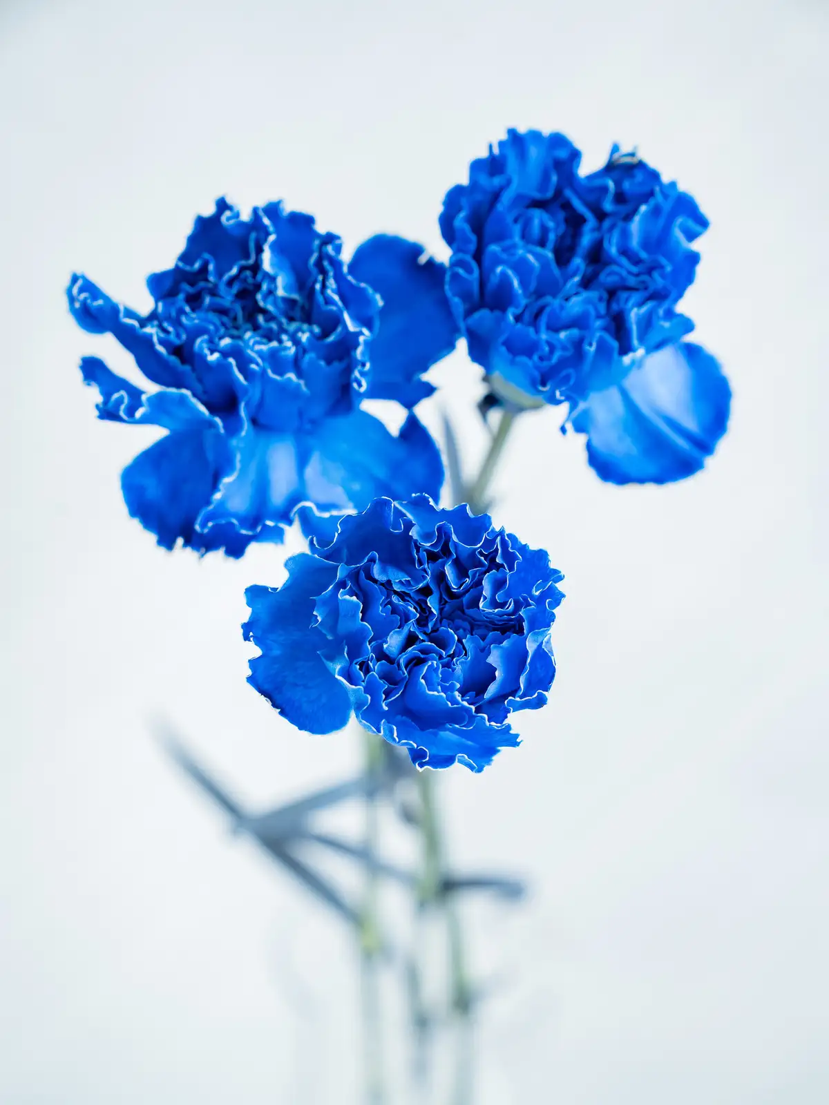 カーネーション（青）染め｜ハナイチ｜花と植物、資材の仕入れサイト