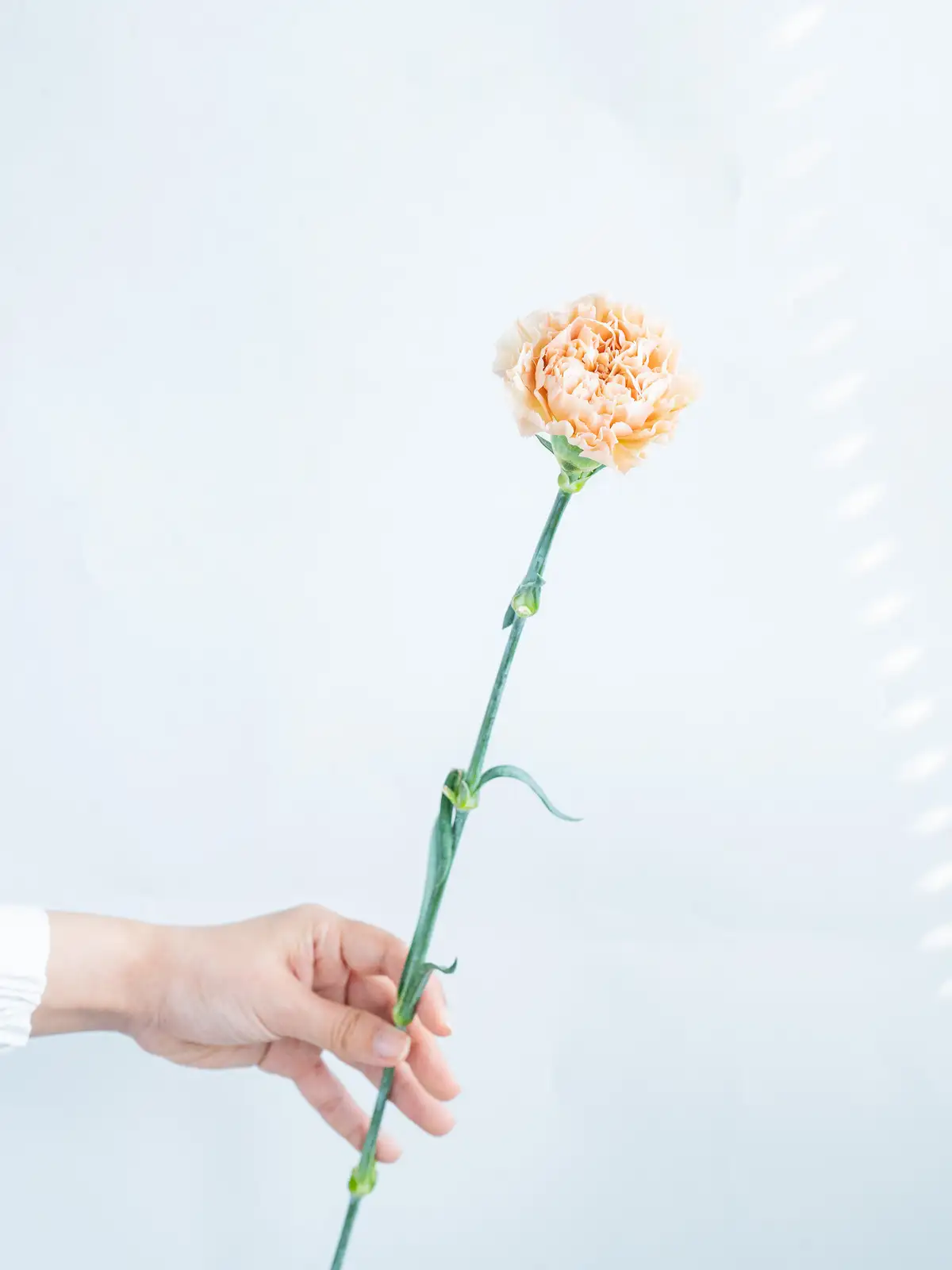 カーネーション（茶）レージェマロン｜ハナイチ｜花と植物、資材の