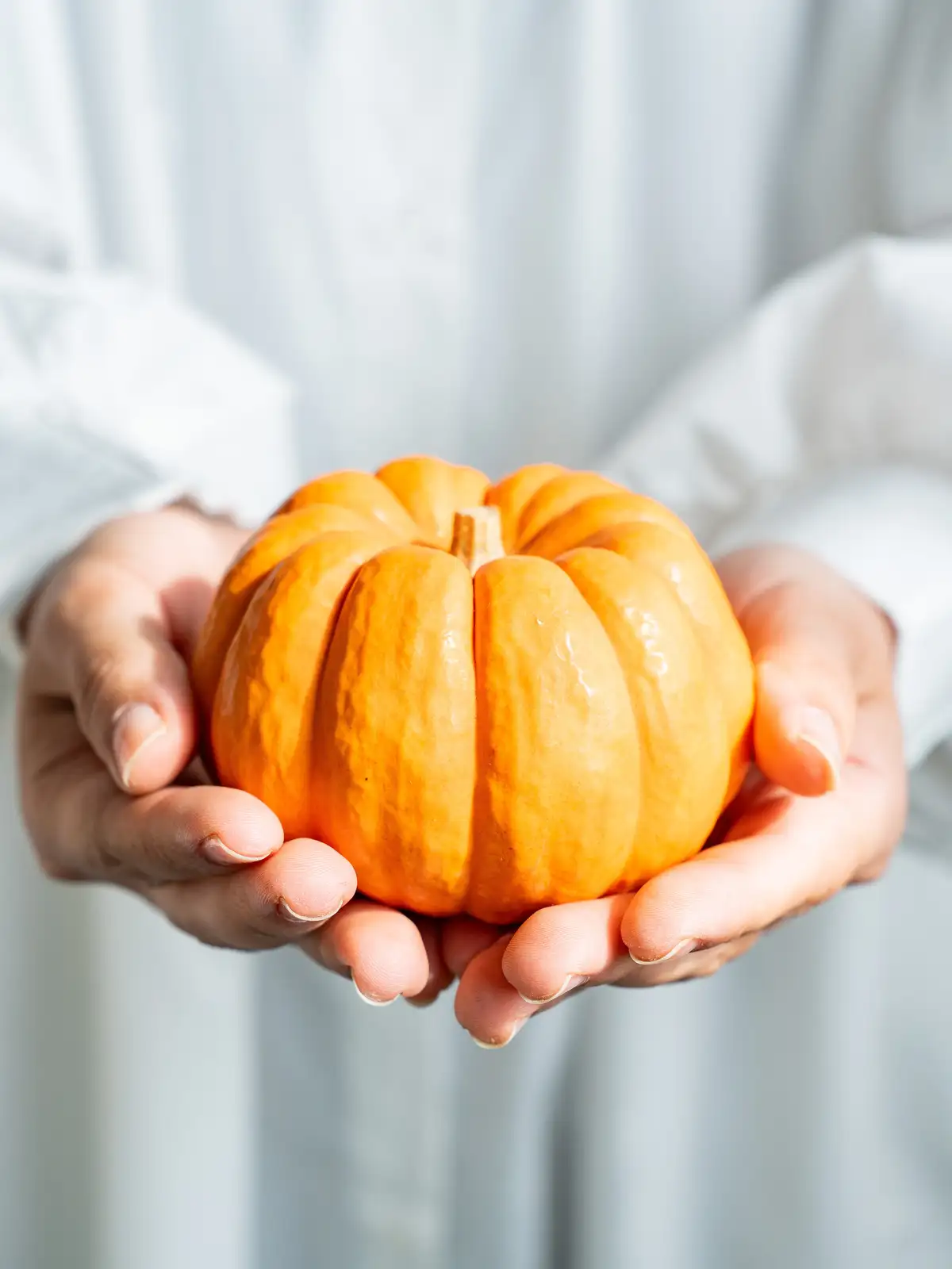 かぼちゃ（オレンジ）ジャックビークイック｜ハナイチ｜花と植物、資材