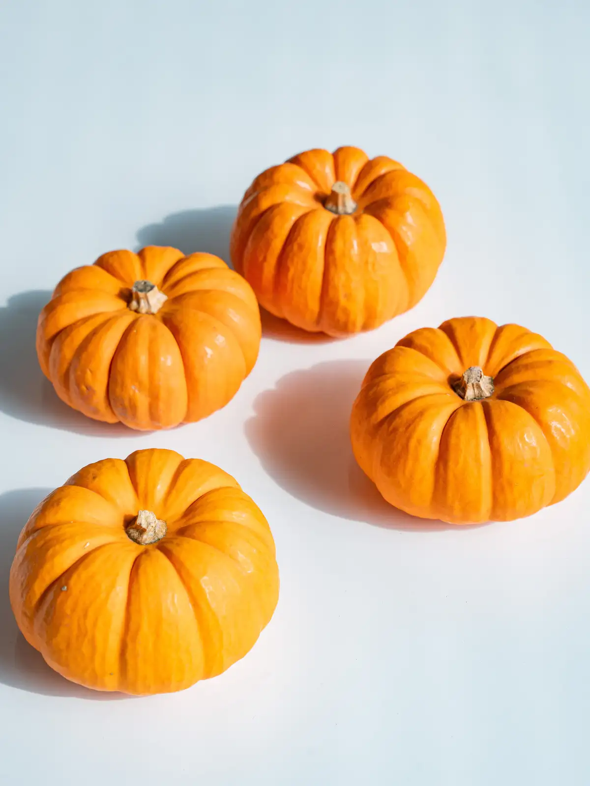 かぼちゃ（オレンジ）ジャックビークイック｜ハナイチ｜花と植物、資材