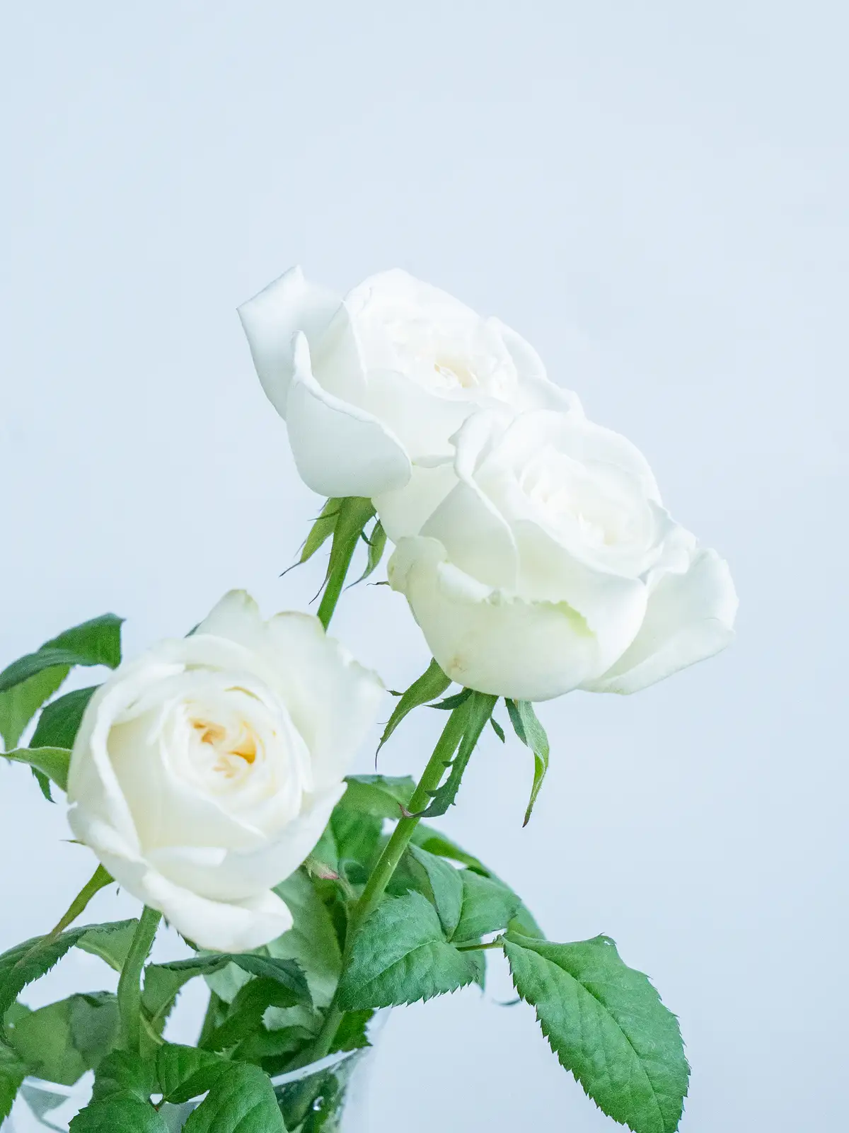 バラ（白）シェドゥーブル｜ハナイチ｜花と植物、資材の仕入れサイト