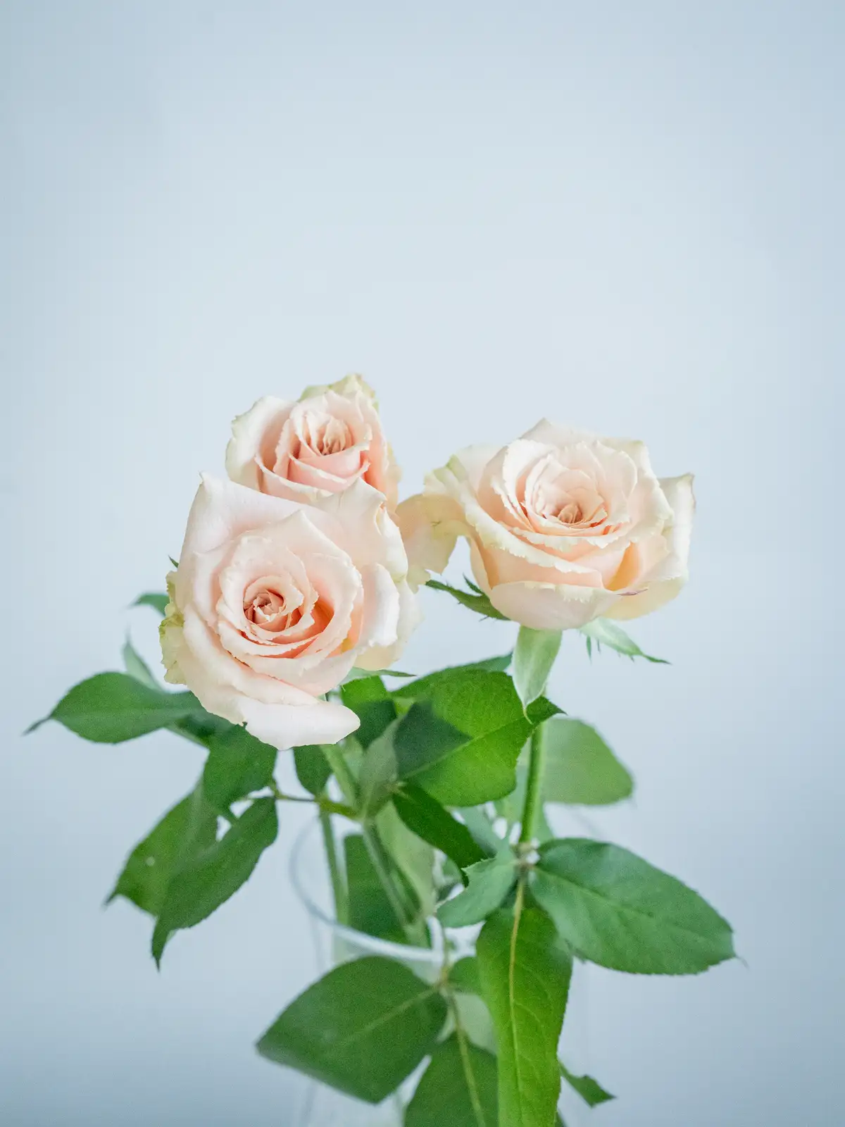 はなぞの様リクエスト【ドイツ】薔薇のピック 7本 【純銀】 オードブル