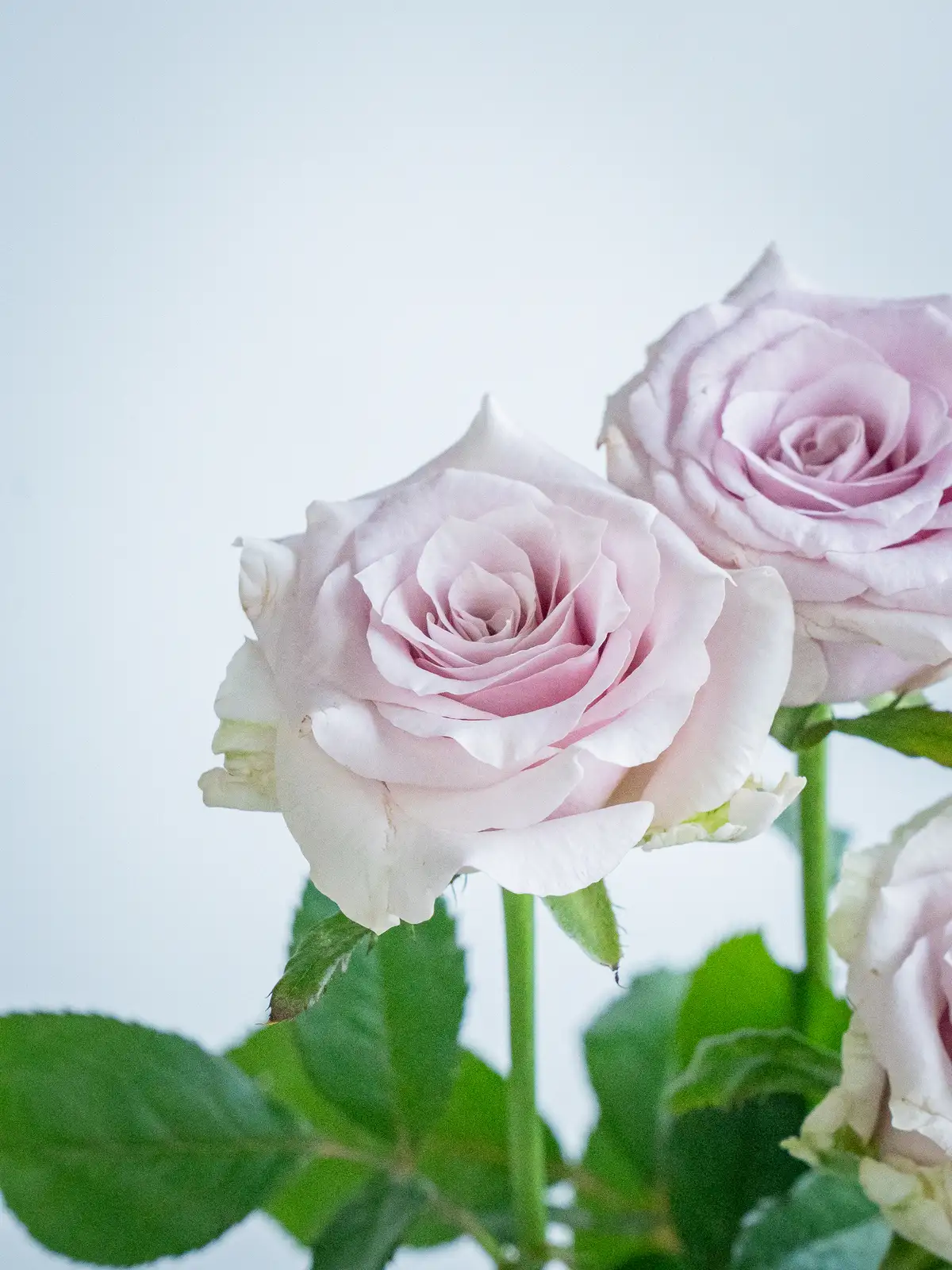 s.k.y-i☆未仕立て 仮絵羽 白地 薄紫系 薔薇 リメイク s.k.y-i☆未