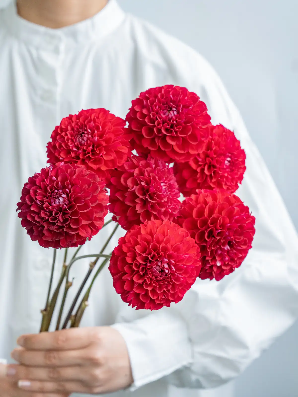 ダリア（赤）NAMAHAGEシリーズ レッドベリー｜ハナイチ｜花と植物