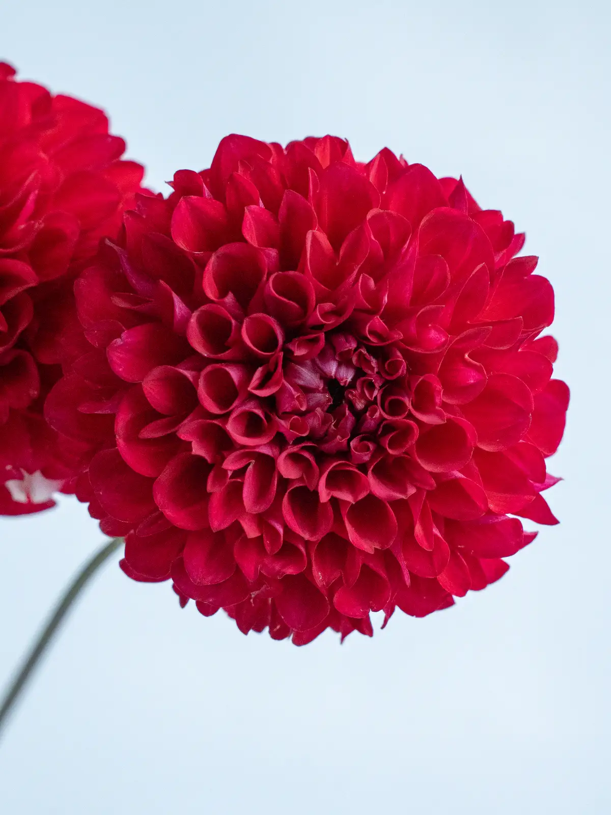 ダリア（赤）NAMAHAGEシリーズ レッドベリー｜ハナイチ｜花と植物