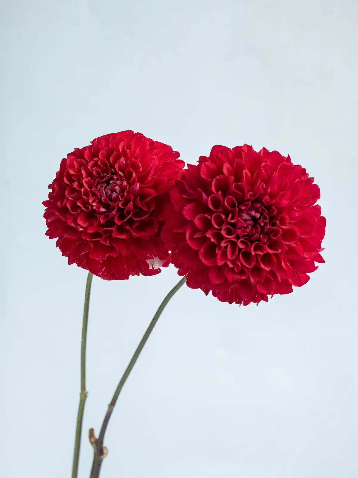 ダリア（赤）NAMAHAGEシリーズ レッドベリー｜ハナイチ｜花と植物