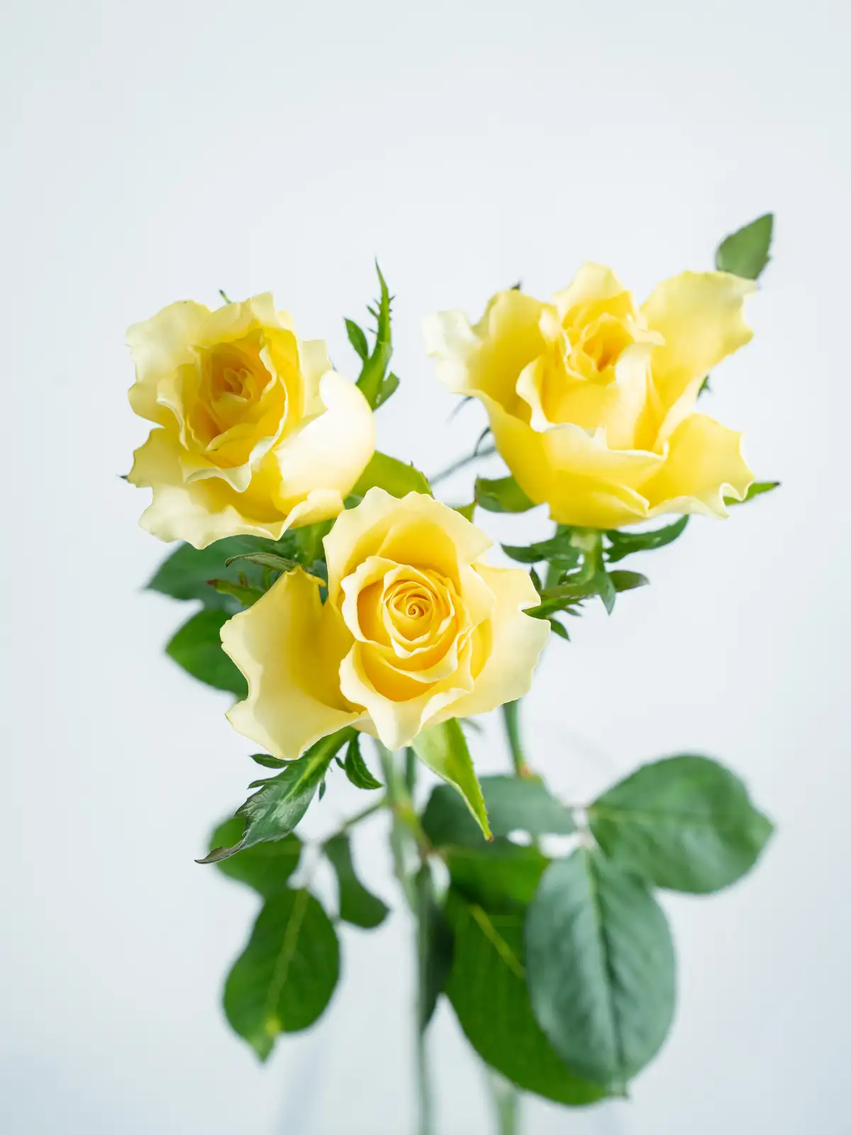 ばちバラ売り30点 バラ（黄）スペード｜ハナイチ｜花と植物、資材の仕入れサイト