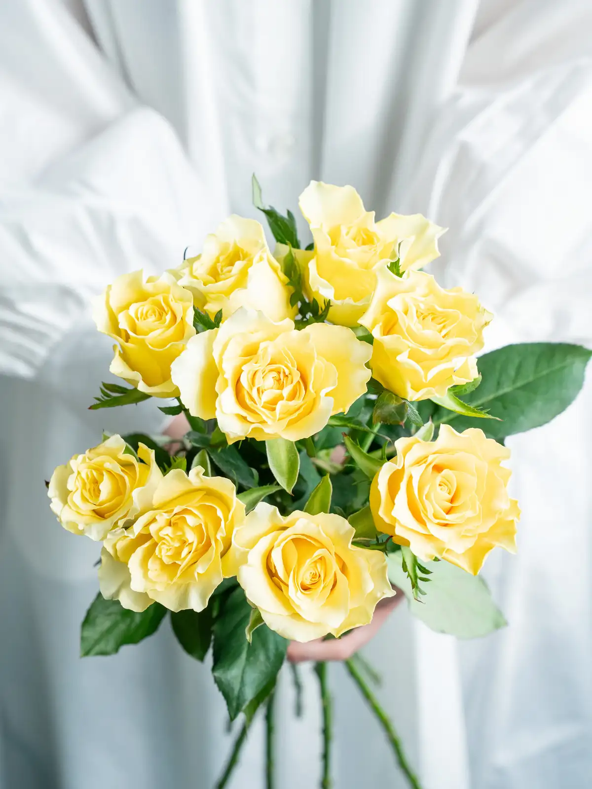 バラ（黄）スペード｜ハナイチ｜花と植物、資材の仕入れサイト