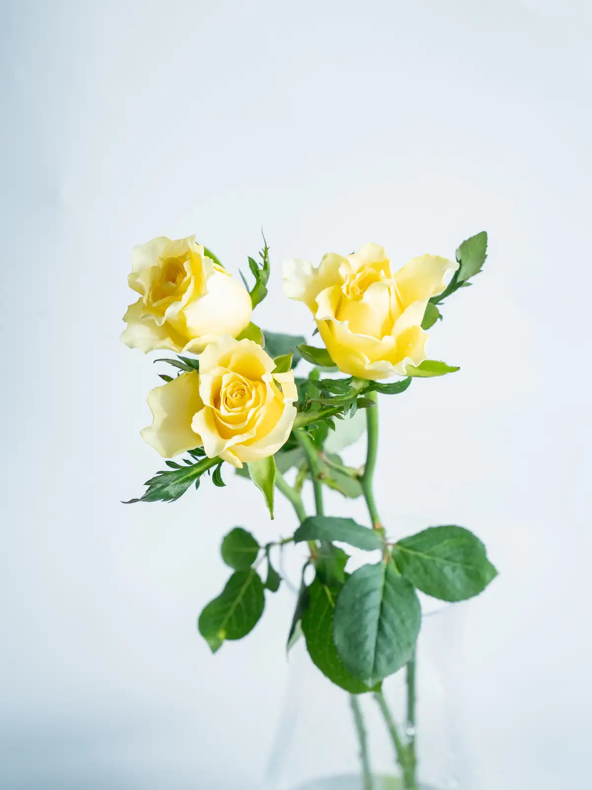 黄色い造花のバラ 南大隅町産 バラのブーケ | 富田バラ園 - 【かごしまぐるり】鹿児島の