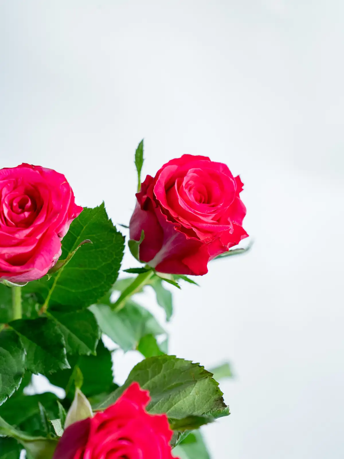 バラ（ピンク）オーケストラ｜ハナイチ｜花と植物、資材の仕入れサイト