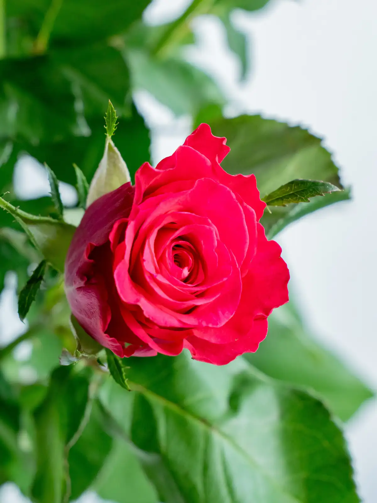 バラ（ピンク）オーケストラ｜ハナイチ｜花と植物、資材の仕入れサイト