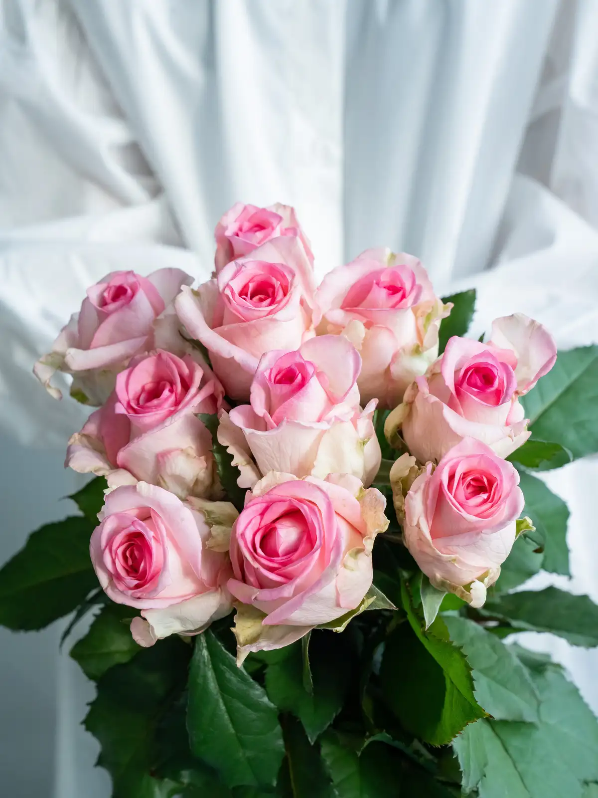 バラ（その他）アクロポリス ロマンティカ｜ハナイチ｜花と植物、資材