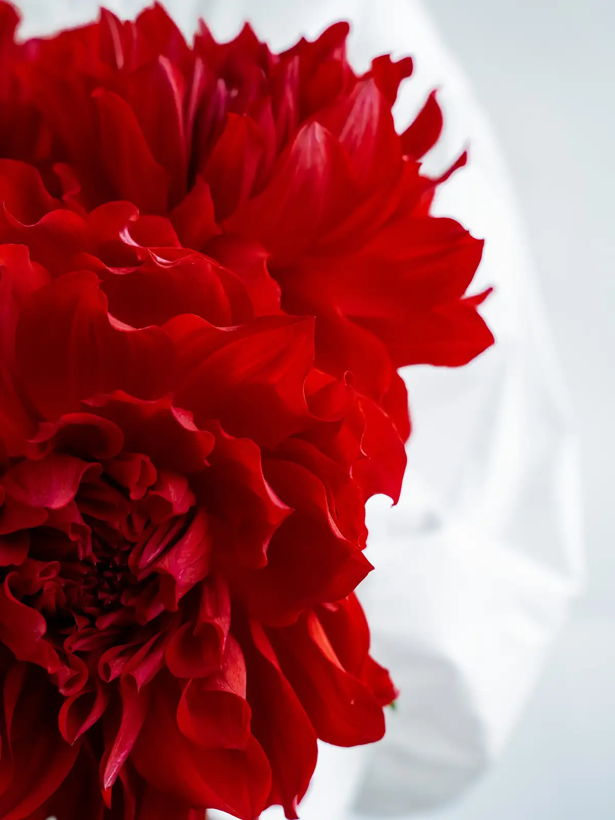 ダリア（赤）純愛の君｜ハナイチ｜花と植物、資材の仕入れサイト