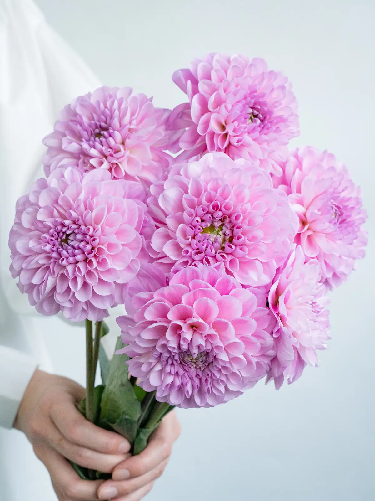 新品 モーヴピンク ダムール ハート 鍋 紫系 ロンド フルール フラワー ダリア（複色）NAMAHAGE MOMO｜ハナイチ｜花と植物、資材の仕入れサイト