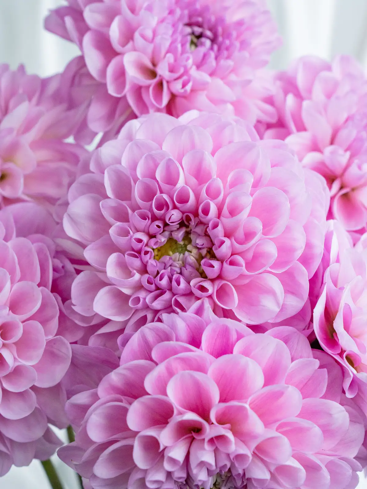 ダリア（複色）NAMAHAGE MOMO｜ハナイチ｜花と植物、資材の仕入れサイト