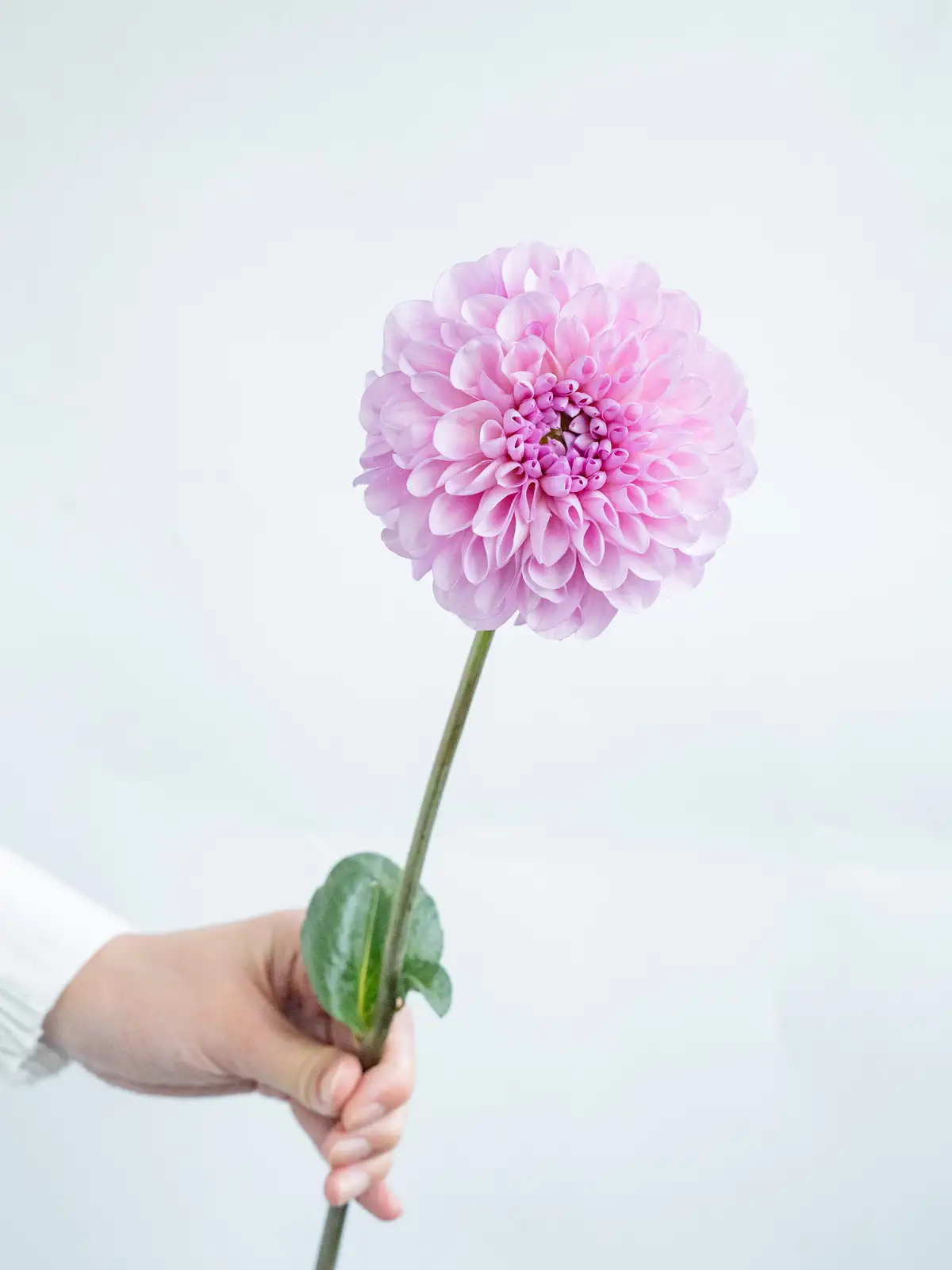 リコ NAMAHAGE MOMO & アバンギャルド ダリア 球根 リコ様専用 NAMAHAGE MOMO & アバンギャルド ダリア 球根 - メルカリ