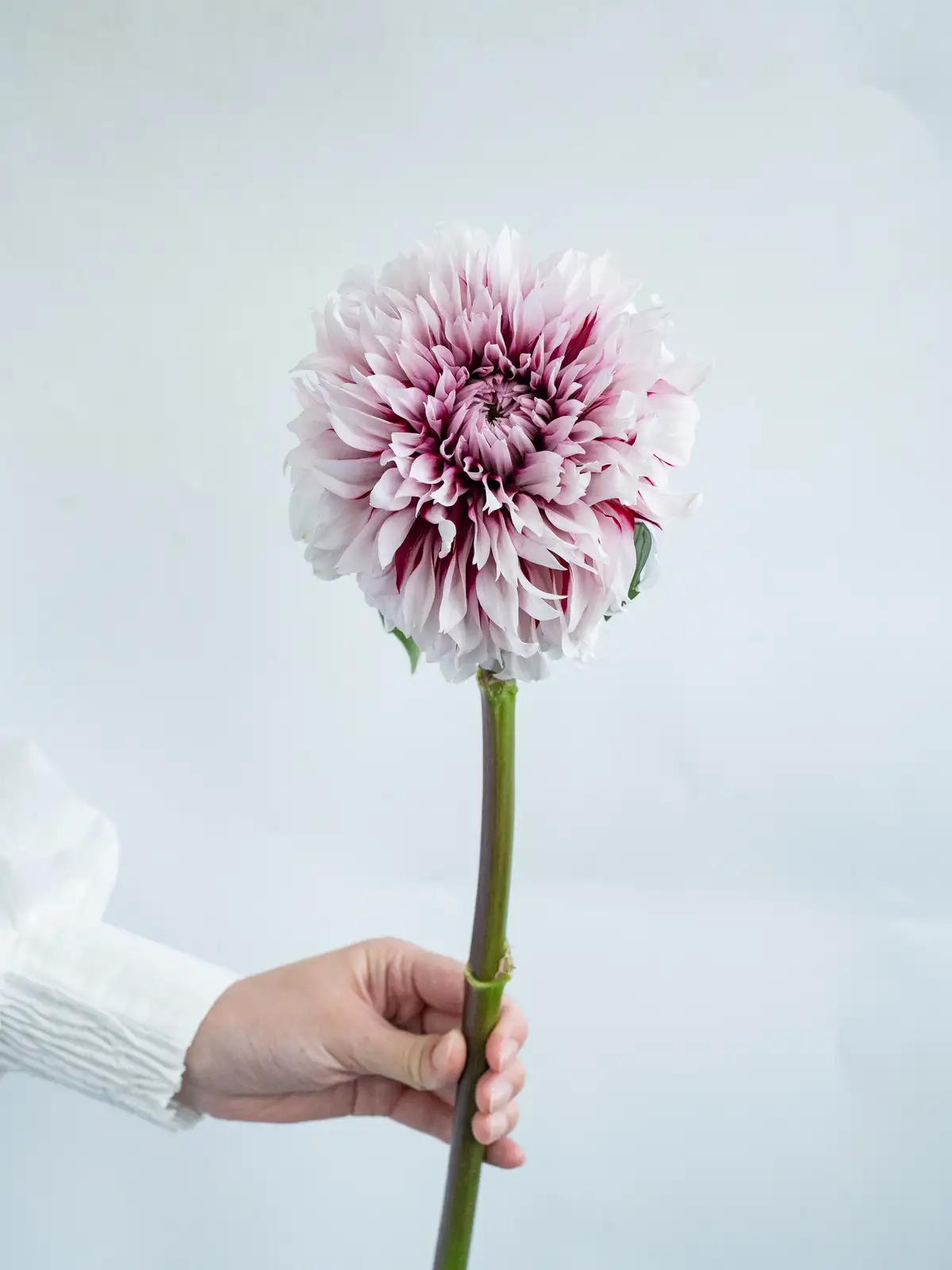 ダリア特集｜ハナイチ｜花と植物、資材の仕入れサイト