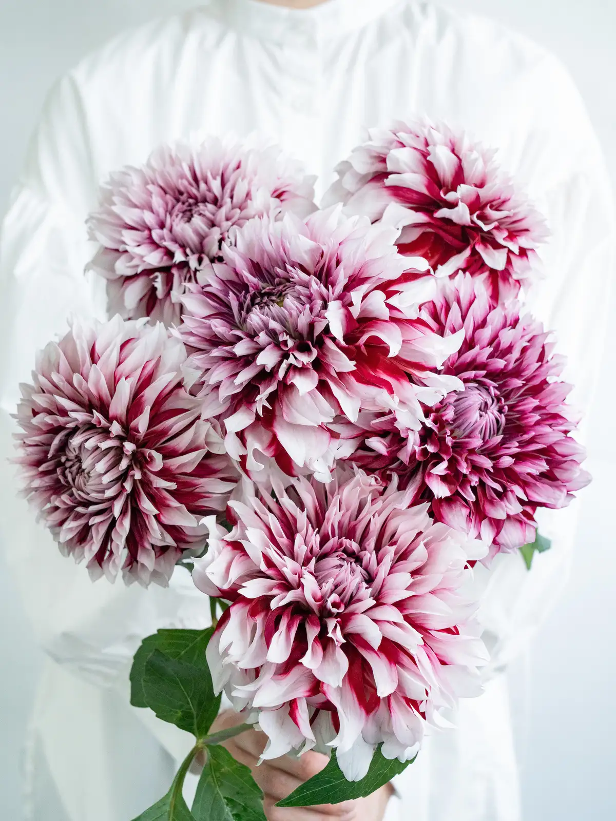 ダリア（感謝） ダリア（感謝） Gracias/ダリア(ワイン)M BIGフラワーシリーズ/P