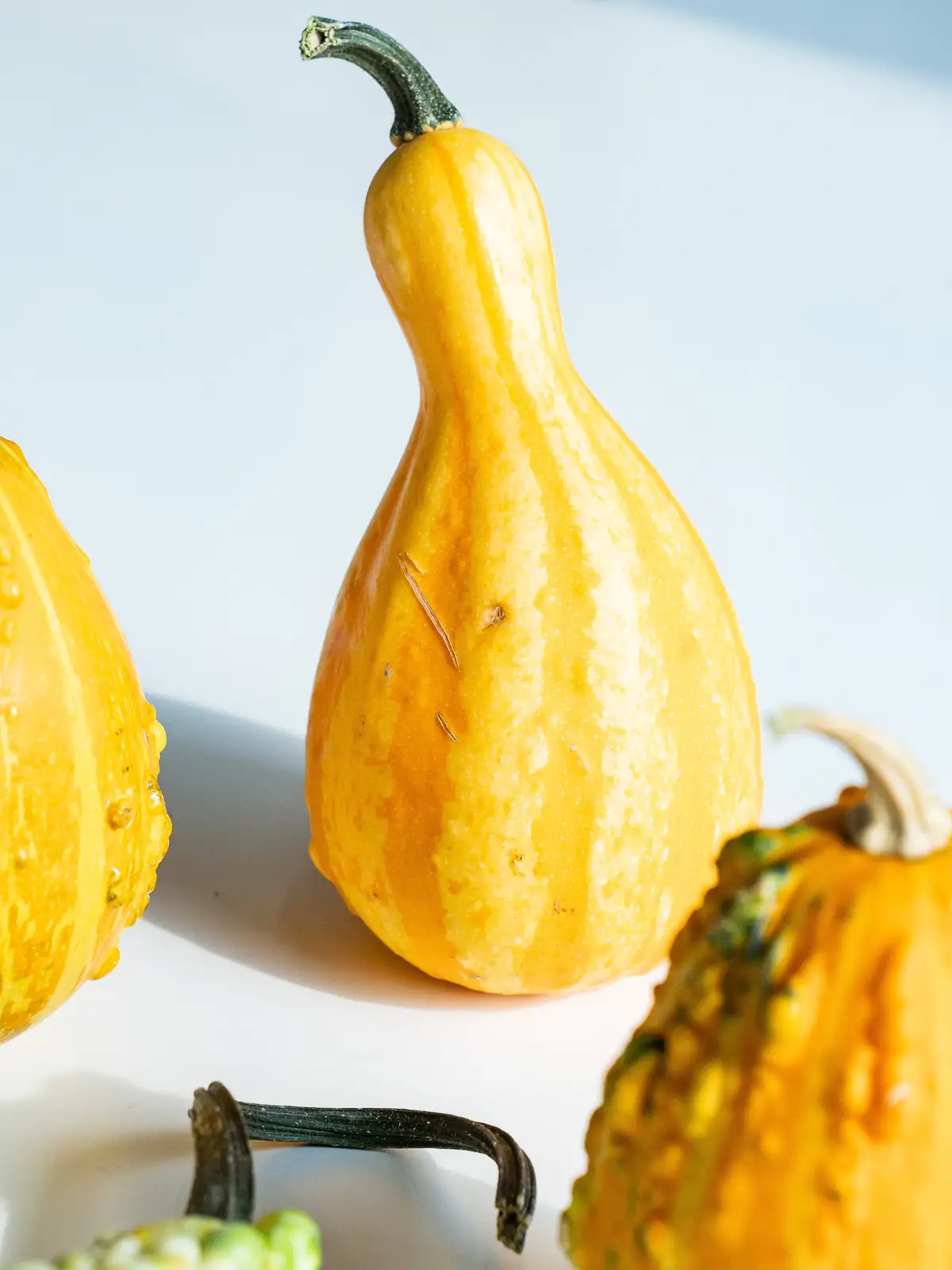 タイムセール】かぼちゃ（複色）おもちゃ｜ハナイチ｜花と植物、資材の