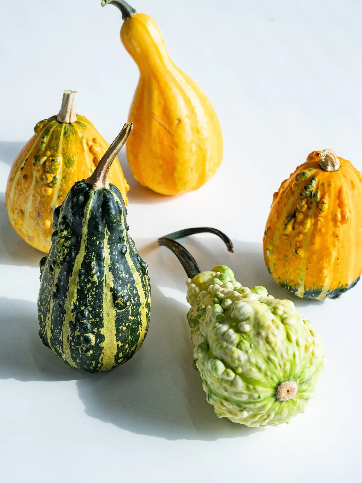 かぼちゃ☆ タイムセール】かぼちゃ（複色）おもちゃ｜ハナイチ｜花と植物