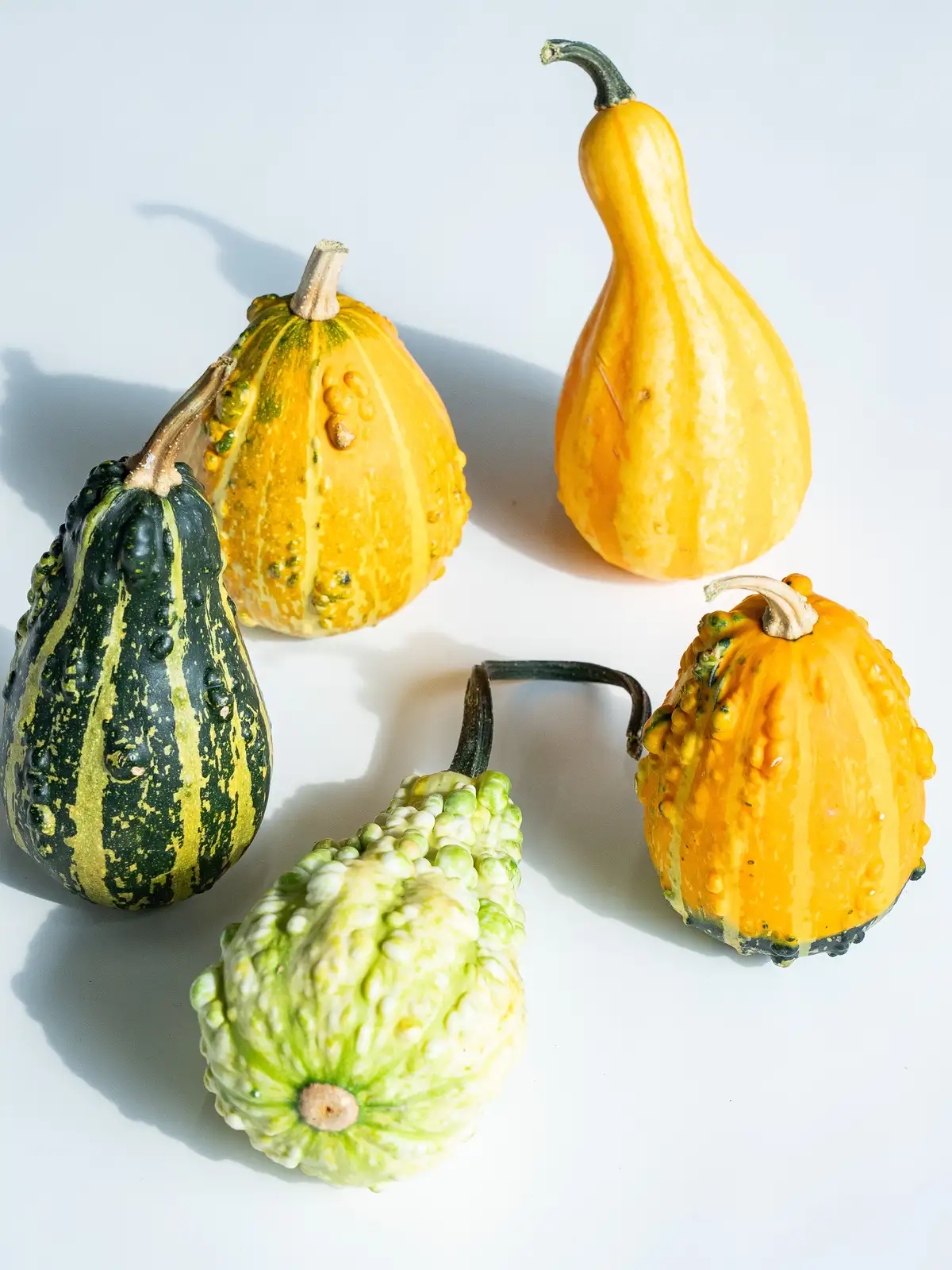 かぼちゃのちゃちゃ Amazon.co.jp: かぼちゃ 種 【 オモチャカボチャ 】 種子 小袋